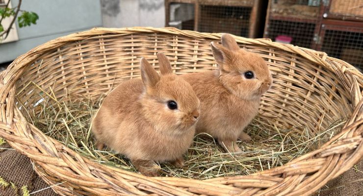 Düzce Büyümeyen Tavşan