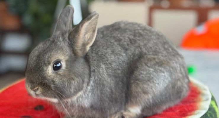 Düzce Ev Tavşanı