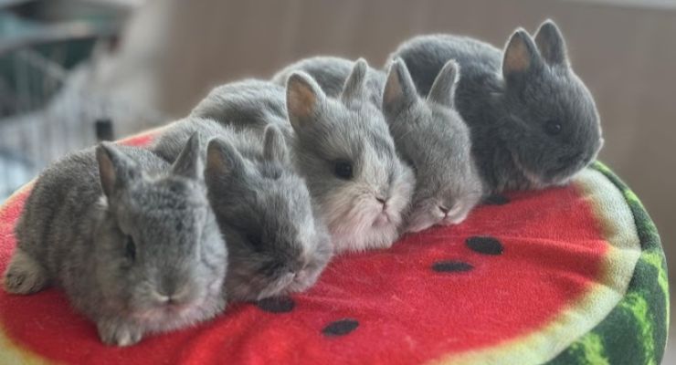 Düzce Evcil Tavşan