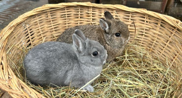 Düzce Yavru Tavşan