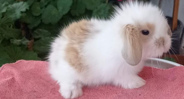 Düzce Hollanda Lop Tavşan